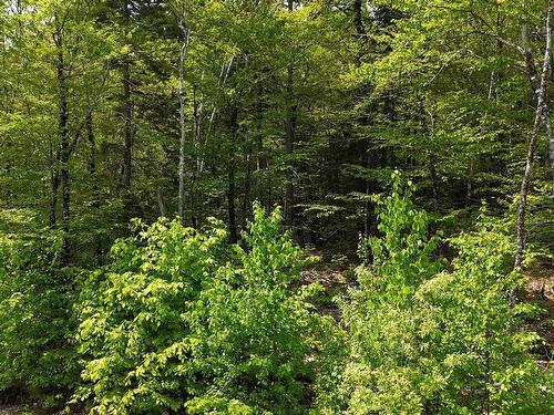 Lot 2 Nathan Croft Road, Camperdown, NS 