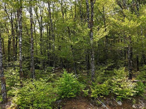 Lot 2 Nathan Croft Road, Camperdown, NS 