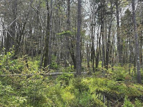 Lot 2 Nathan Croft Road, Camperdown, NS 