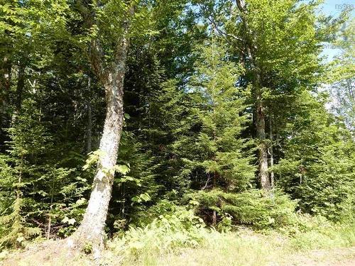 80 Acres Scotsburn Road, West Branch, NS 