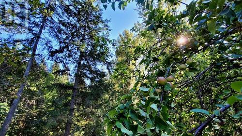 2010 Creek Street, Nelson, BC - Outdoor