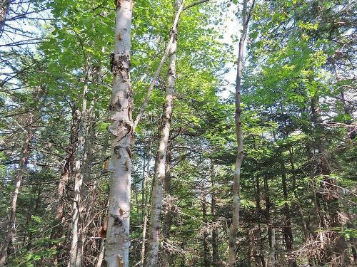Lot 5 Basin Road, Evanston, NS 
