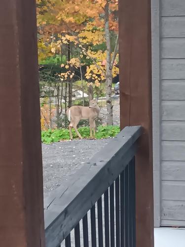 Other - 111 Rue Du Joli-Bois, Sainte-Marguerite-Du-Lac-Masson, QC - Outdoor