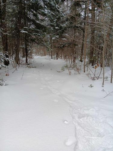 Wooded area - 111 Rue Du Joli-Bois, Sainte-Marguerite-Du-Lac-Masson, QC - Outdoor With View