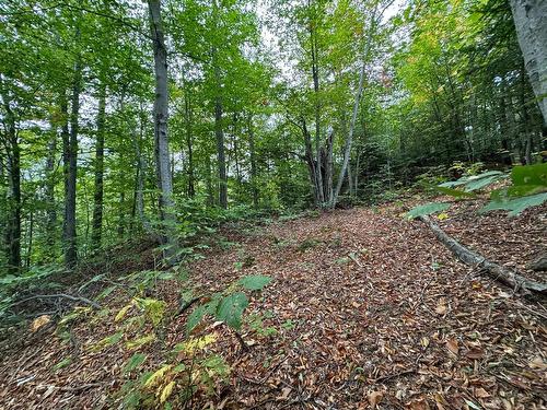 Land/Lot - Ch. Wildwood, Saint-Adolphe-D'Howard, QC 