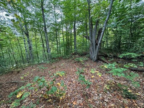 Land/Lot - Ch. Wildwood, Saint-Adolphe-D'Howard, QC 