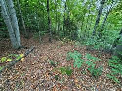 Land/Lot - 