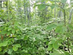 PART 6 GIRL GUIDE ROAD  Timiskaming (Tim - Outside - Rural), ON P0J 1C0