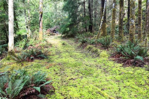 Lot 4-2140 Hyacinthe Bay Rd, Quadra Island, BC 