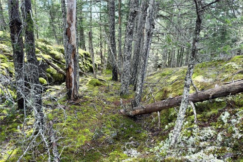 Lot 4-2140 Hyacinthe Bay Rd, Quadra Island, BC 