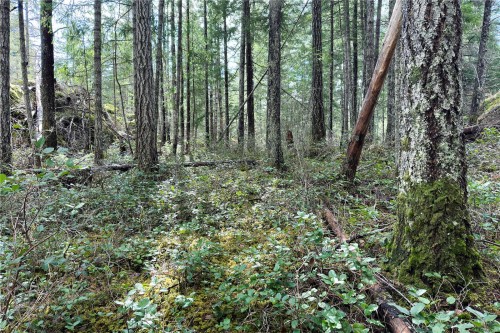 Lot 4-2140 Hyacinthe Bay Rd, Quadra Island, BC 