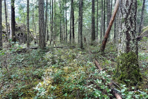 Lot 4-2140 Hyacinthe Bay Rd, Quadra Island, BC 