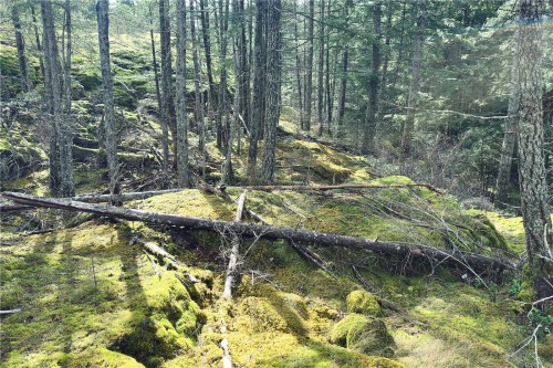 Lot 4-2140 Hyacinthe Bay Rd, Quadra Island, BC 