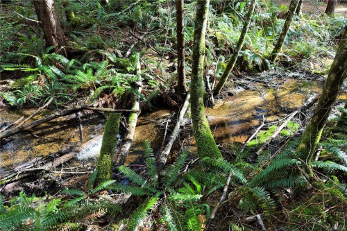 Lot 4-2140 Hyacinthe Bay Rd, Quadra Island, BC 