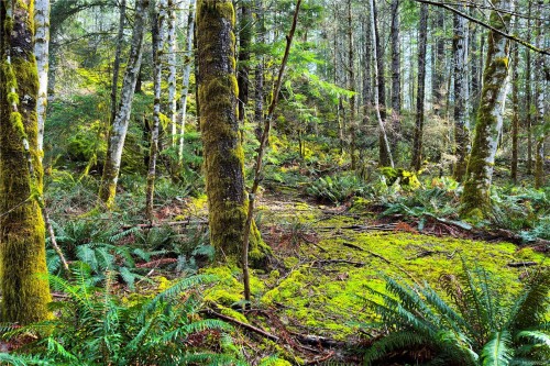 Lot 4-2140 Hyacinthe Bay Rd, Quadra Island, BC 