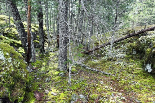 Lot 4-2140 Hyacinthe Bay Rd, Quadra Island, BC 