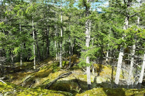 Lot 4-2140 Hyacinthe Bay Rd, Quadra Island, BC 