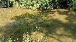 Salmon Swimming Up-Stream To Spawn - 