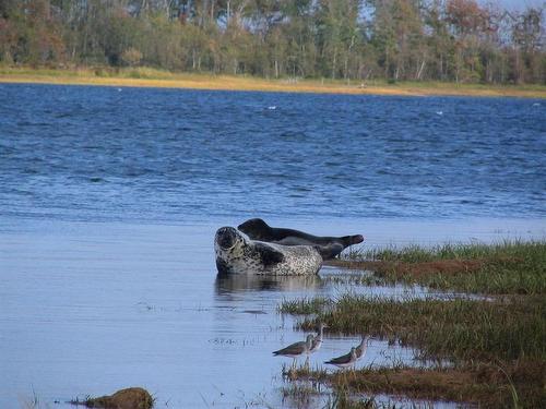 Lot 34 Seastone Drive, Port Howe, NS 