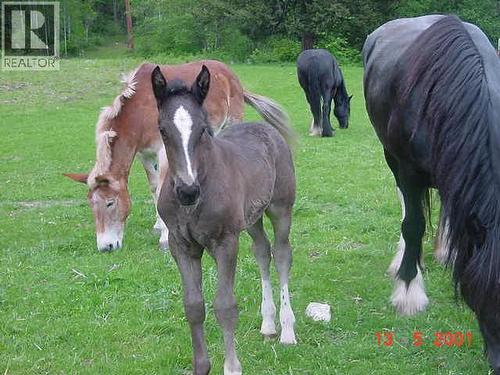 6302 Marsden Road, Nelson, BC - Outdoor
