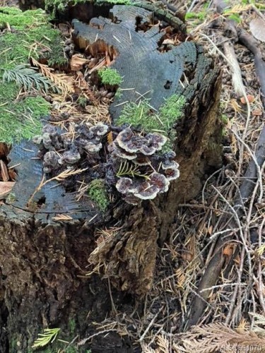 1840 Seymour Rd, Gabriola Island, BC 