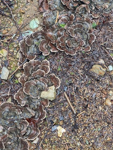 1840 Seymour Rd, Gabriola Island, BC 