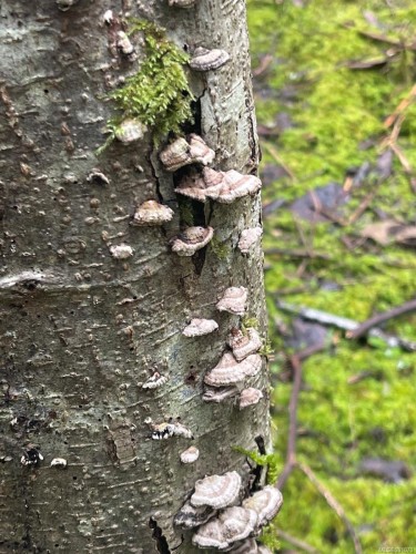 1840 Seymour Rd, Gabriola Island, BC 