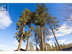 Large, established pine trees - 