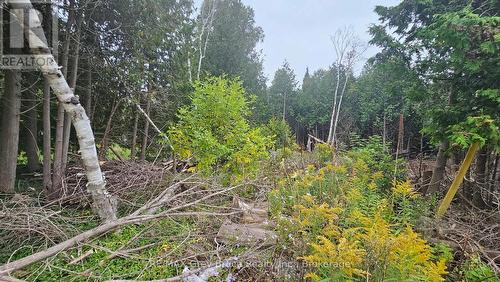 Pt Lt 23 Con 2 Wbr Pt 1 Highway 6 Highway, Northern Bruce Peninsula, ON 