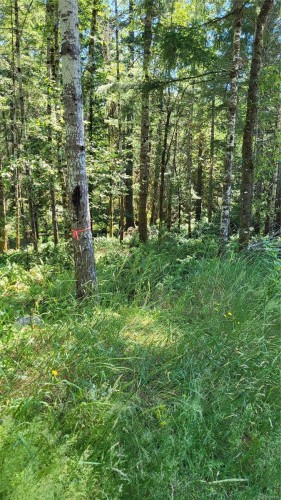 Lot 3 Cowichan Lake Rd, Duncan, BC 