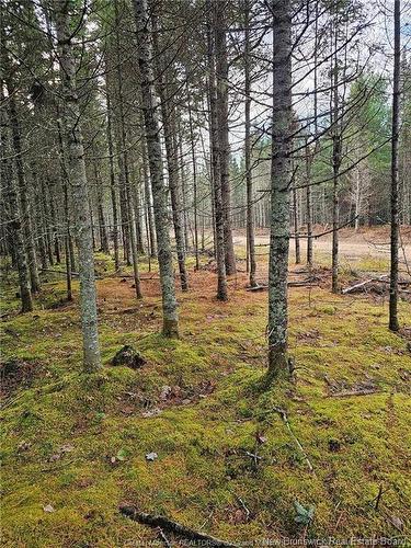 Lot 23-2 B De La Paix, Sainte-Marie-De-Kent, NB 