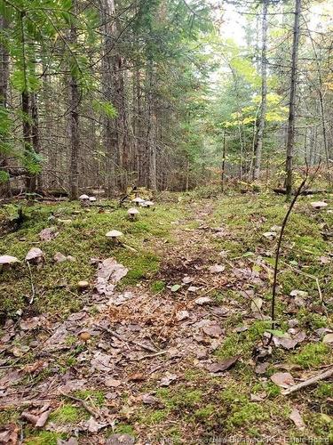 Lot 23-15 De La Paix, Sainte-Marie-De-Kent, NB 