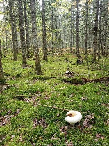 Lot 23-15 De La Paix, Sainte-Marie-De-Kent, NB 