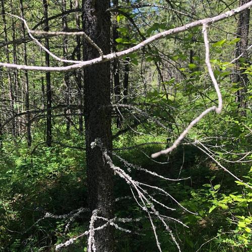 8045 95 Highway, Kingsgate, BC 