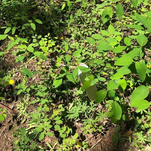 8045 95 Highway, Kingsgate, BC 