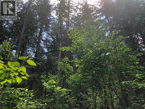 Wooded area on the West side - 50 Valecairn Road, Enderby, BC 
