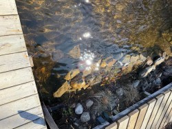Bord de l'eau - 