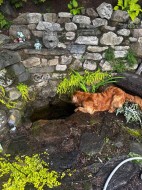 Jardin - 
