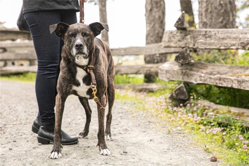 3739 Producers Way, Colwood, BC 