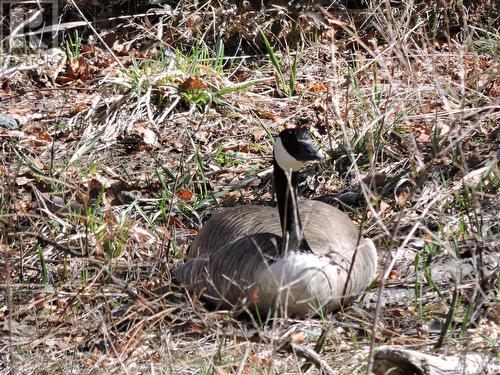 1660 3 Highway, Midway, BC 