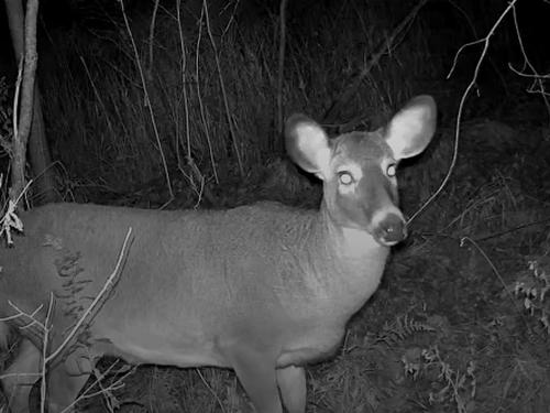 Old Halifax Road, Salt Springs, NS 