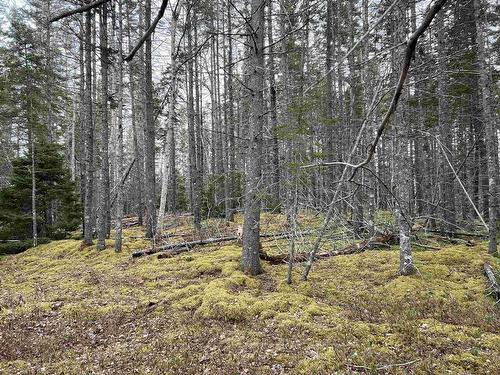 Old Mulgrave Road, Monastery, NS 