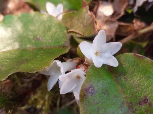 13 Johnny Cash Lane, Juniper Mountain, NS 