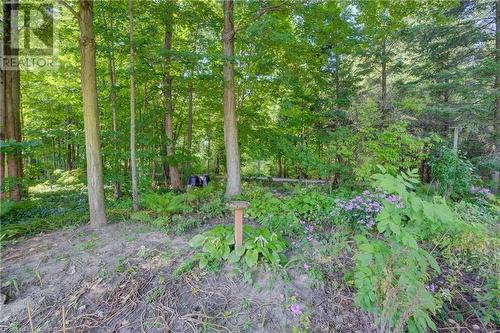 View of landscape featuring a forest view - 431 Northlake Drive, Waterloo, ON - Outdoor