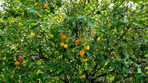 Lot 31 9 County Road, Melancthon, ON 