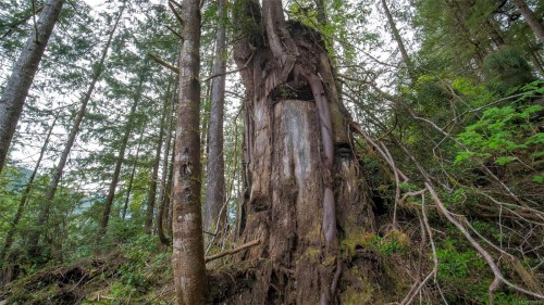 Lot E Cheeyah Island, Bamfield, BC 