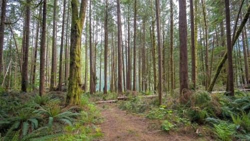 Lot E Cheeyah Island, Bamfield, BC 