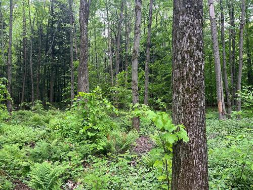 Cour - 2043 Av. Pierre, Mascouche, QC - Outdoor