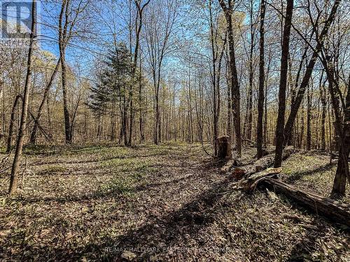 2494 Hadlington Road, Highlands East (Monmouth), ON 