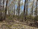 Beautiful Treed Lot - 24 Gilmour Lane, North Kawartha, ON 
